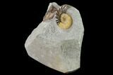 Ammonite (Asteroceras) With Petrified Wood - Dorset, England #171274-2